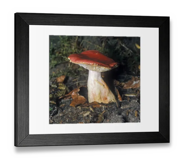 Framed Print : Fungi - Russula sanguinea Framed Print : Fungi - Russula sanguinea