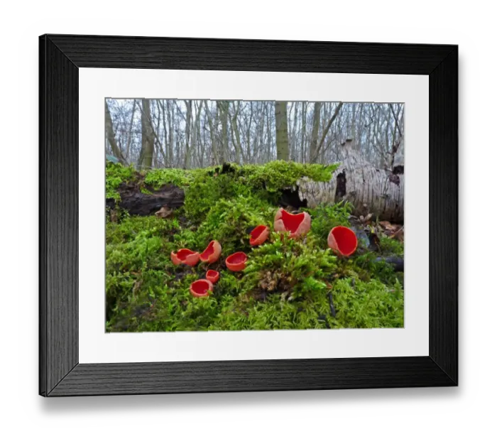 Framed Print : Scarlet Elf Cup (Sarcoscypha coccinea) fruiting bodies, growing on mossy bank in woodland, Leicestershire, England, february Framed Print : Scarlet Elf Cup (Sarcoscypha coccinea) fruiting bodies, growing on mossy bank in woodland, Leicestershire, England, february