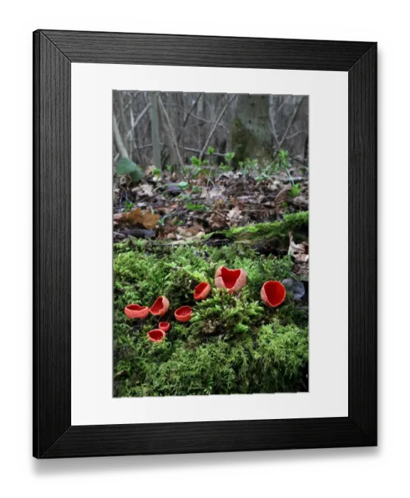 Framed Print : Scarlet Elf Cup (Sarcoscypha coccinea) fruiting bodies, growing amongst moss on woodland floor, Leicestershire, England, february