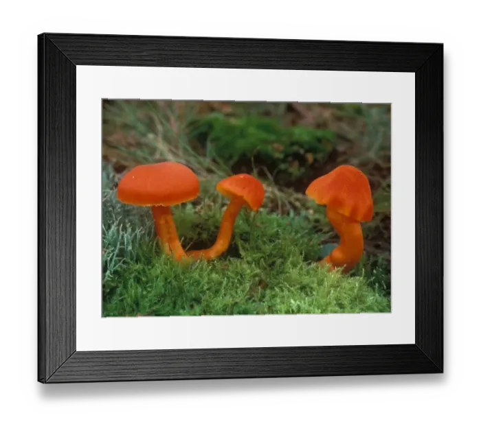 Framed Print : Scarlet Hood Fungi (Hygrocybe coccinea) Three growing on moss T2 00001 1143