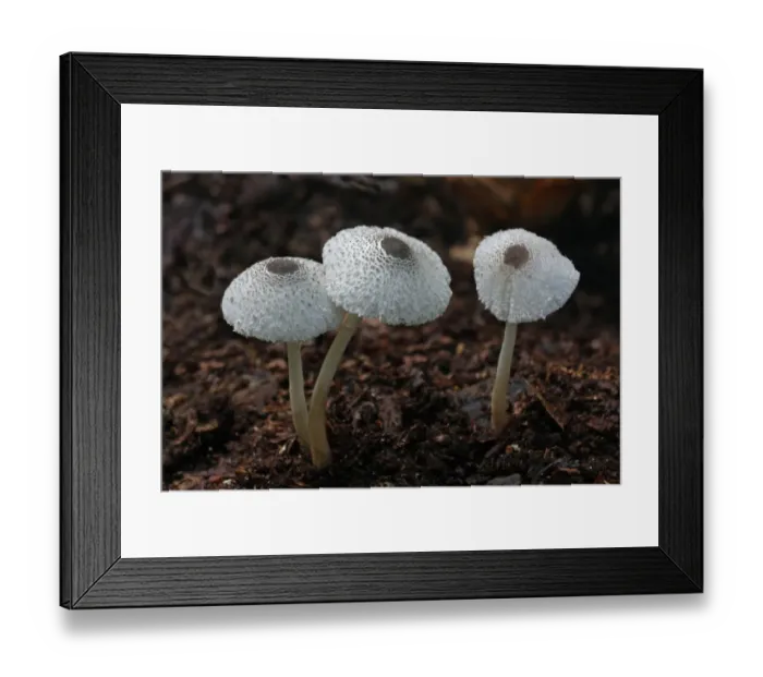 Framed Print : Skullcap Dapperling (Leucocoprinus brebissonii) fruiting bodies, growing amongst rotting leaves in woodland, Leicestershire, England, september Framed Print : Skullcap Dapperling (Leucocoprinus brebissonii) fruiting bodies, growing amongst rotting leaves in woodland, Leicestershire, England, september