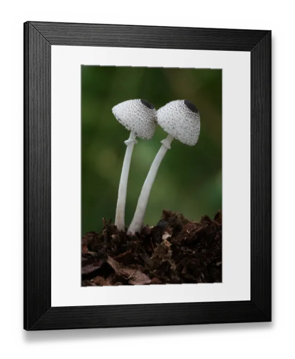 Framed Print : Skullcap Dapperling (Leucocoprinus brebissonii) fruiting bodies, growing amongst rotting leaves in woodland, Leicestershire, England, september Framed Print : Skullcap Dapperling (Leucocoprinus brebissonii) fruiting bodies, growing amongst rotting leaves in woodland, Leicestershire, England, september