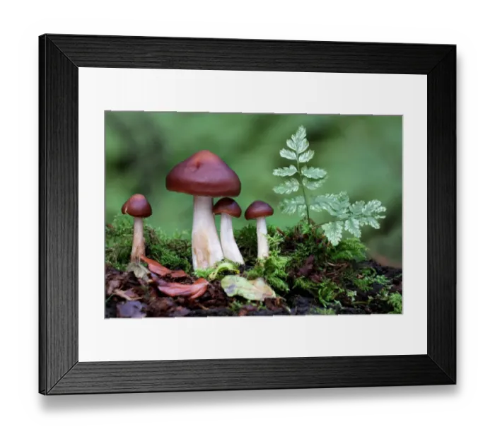 Framed Print : Spindle Shank (Collybia fusipes) fruiting bodies, growing on dead wood, Leicestershire, England, september Framed Print : Spindle Shank (Collybia fusipes) fruiting bodies, growing on dead wood, Leicestershire, England, september