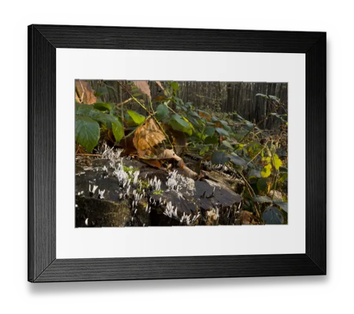 Framed Print : Candle-snuff Fungus (Xylaria hypoxylon) fruiting bodies, growing on tree stump in deciduous woodland, Great Wood, Ranscombe Farm Plantlife Reserve, Kent, England, november Framed Print : Candle-snuff Fungus (Xylaria hypoxylon) fruiting bodies, growing on tree stump in deciduous woodland, Great Wood, Ranscombe Farm Plantlife Reserve, Kent, England, november