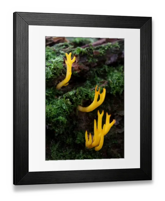 Framed Print : Yellow Stagshorn Fungus (Calocera viscosa) fruiting bodies, growing on dead wood, Leicestershire, England, september Framed Print : Yellow Stagshorn Fungus (Calocera viscosa) fruiting bodies, growing on dead wood, Leicestershire, England, september