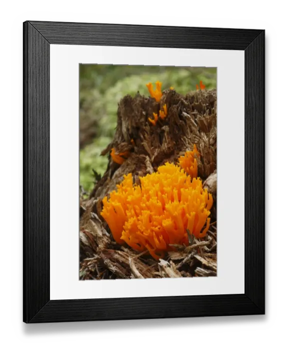 Framed Print : Yellow Stagshorn Fungus (Calocera viscosa) fruiting bodies, growing on rotting conifer stump, Powys, Wales, august Framed Print : Yellow Stagshorn Fungus (Calocera viscosa) fruiting bodies, growing on rotting conifer stump, Powys, Wales, august