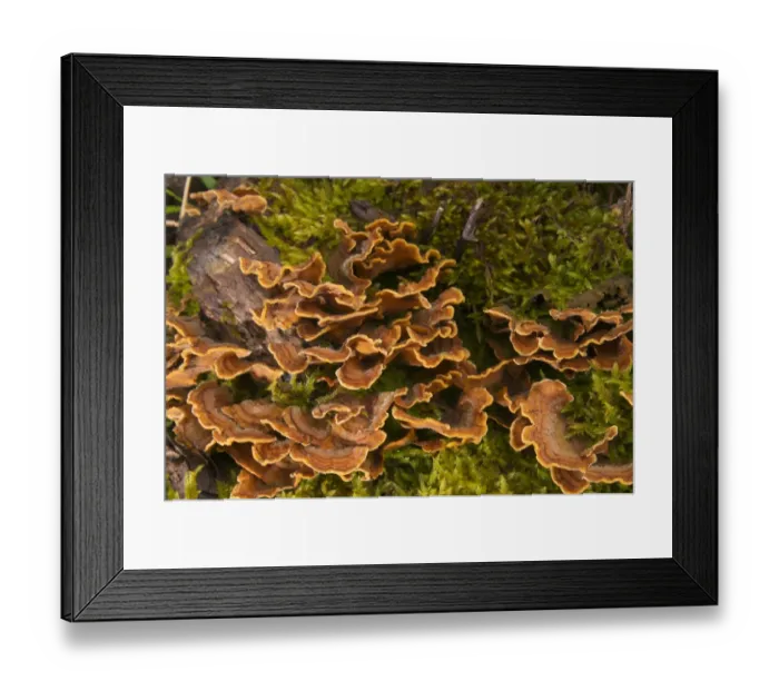 Framed Print : Hairy Stereum (Stereum hirsutum) fruiting bodies, growing on tree, Italy Framed Print : Hairy Stereum (Stereum hirsutum) fruiting bodies, growing on tree, Italy