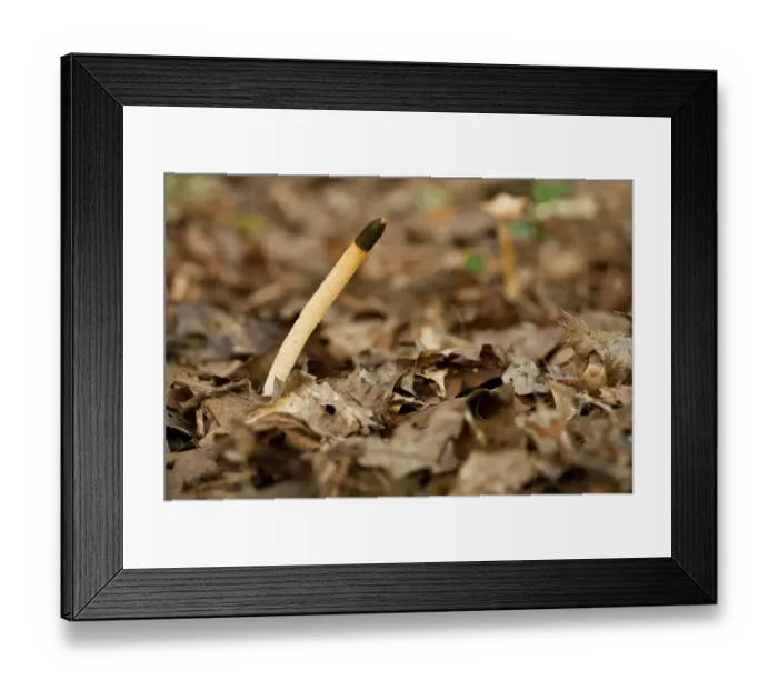 Framed Print : Dog Stinkhorn (Mutinus caninus) fruiting body, growing amongst leaf litter in old woodland, Wiltshire, England, september