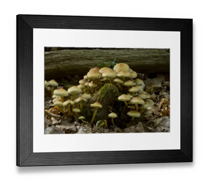 Framed Print : Sulphur Tuft Fungi (Hypholoma fasciculare) fruiting bodies, growing on decaying wood, Hampshire, England, september