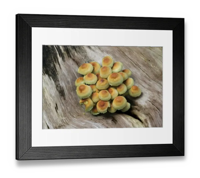 Framed Print : Sulphur Tuft Fungi (Hypholoma fasciculare) fruiting bodies, growing on dead wood, Leicestershire, England, september Framed Print : Sulphur Tuft Fungi (Hypholoma fasciculare) fruiting bodies, growing on dead wood, Leicestershire, England, september