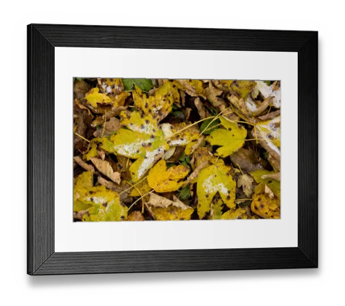 Framed Print : Sycamore Tar Spot (Rhytisma acerinum) lesions on fallen Sycamore (Acer pseudoplatanus) leaves, covered with light snow, Romania, october Framed Print : Sycamore Tar Spot (Rhytisma acerinum) lesions on fallen Sycamore (Acer pseudoplatanus) leaves, covered with light snow, Romania, october