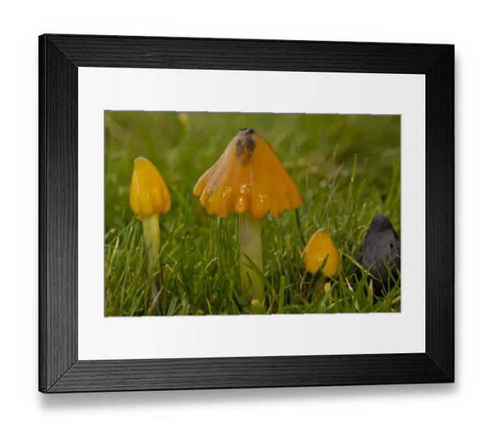 Framed Print : Blackening Waxcap (Hygrocybe nigrescens) fruiting bodies, in various stages, growing in acid grassland, Quantock Hills, Somerset, England, november Framed Print : Blackening Waxcap (Hygrocybe nigrescens) fruiting bodies, in various stages, growing in acid grassland, Quantock Hills, Somerset, England, november
