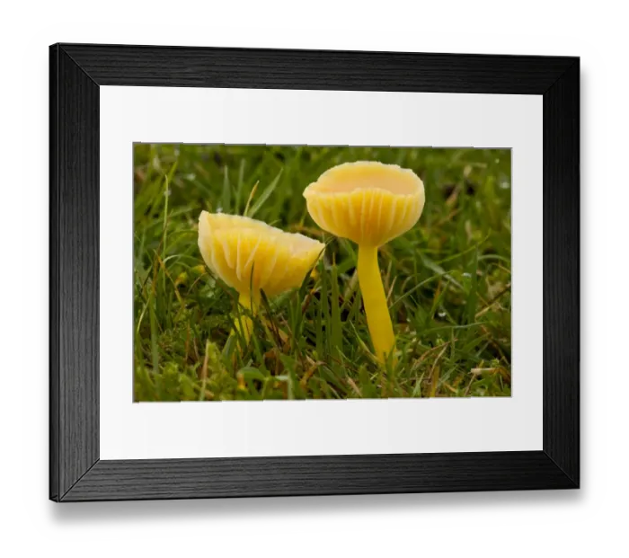 Framed Print : Golden Waxcap (Hygrocybe chlorophana) fruiting bodies, growing in acid grassland, Quantock Hills, Somerset, England, november Framed Print : Golden Waxcap (Hygrocybe chlorophana) fruiting bodies, growing in acid grassland, Quantock Hills, Somerset, England, november