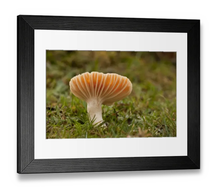 Framed Print : Meadow Waxcap (Hygrocybe pratensis) fruiting body, growing in old grazed grassland, Emery Down, New Forest, Hampshire, England, november Framed Print : Meadow Waxcap (Hygrocybe pratensis) fruiting body, growing in old grazed grassland, Emery Down, New Forest, Hampshire, England, november