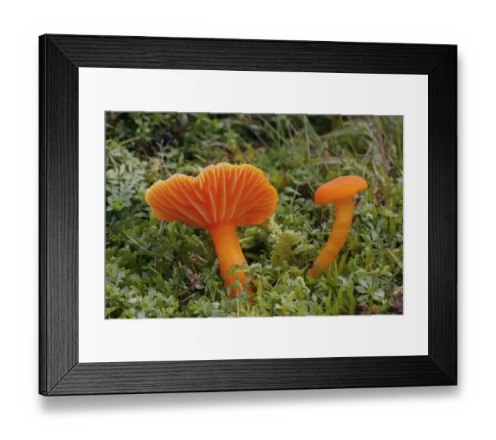 Framed Print : Scarlet Waxcap (Hygrocybe coccinea) two fruiting bodies, growing in grassy meadow, Leicestershire, England, autumn