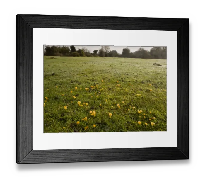 Framed Print : Golden Waxcap (Hygrocybe chlorophana) fruiting bodies, mass growing in old grazed grassland habitat, Hyde, New Forest, Hampshire, England, november