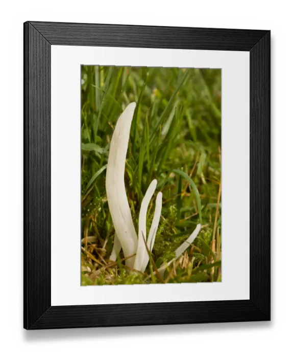 Framed Print : White Spindles (Clavaria fragilis) fruiting bodies, growing in acid grassland, Quantock Hills, Somerset, England, november