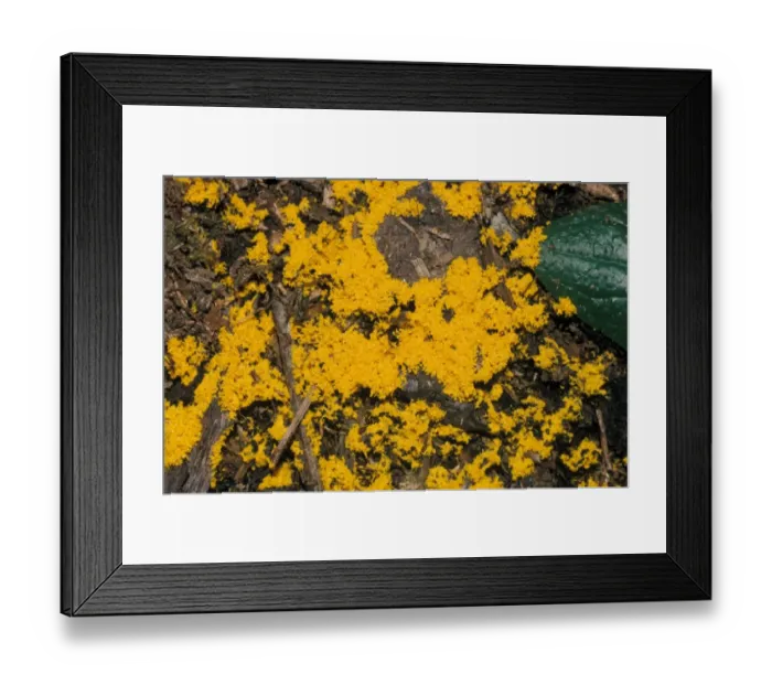 Framed Print : Mould - Slime Mould (Fuligo septica) Close-up / July Framed Print : Mould - Slime Mould (Fuligo septica) Close-up / July