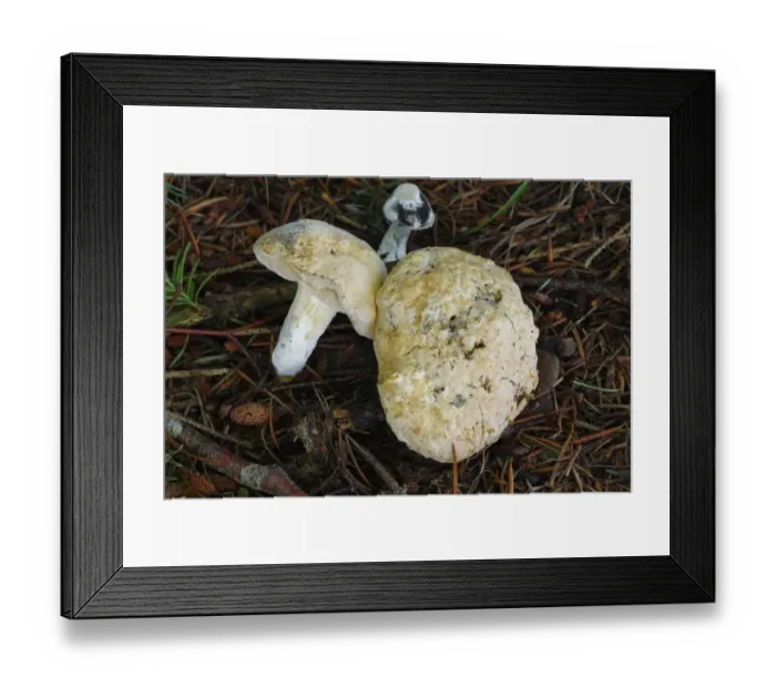 Framed Print : Bolete Mould (Hypomyces chrysospermus) parasitic mould, covering Bolete (Boletus sp. ) fruiting bodies, Powys, Wales, august Framed Print : Bolete Mould (Hypomyces chrysospermus) parasitic mould, covering Bolete (Boletus sp. ) fruiting bodies, Powys, Wales, august