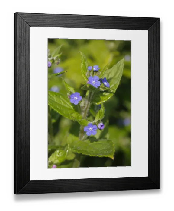 Framed Print : Green Alkanet (Pentaglottis sempervirens) flowering, Brittany, France, may Framed Print : Green Alkanet (Pentaglottis sempervirens) flowering, Brittany, France, may