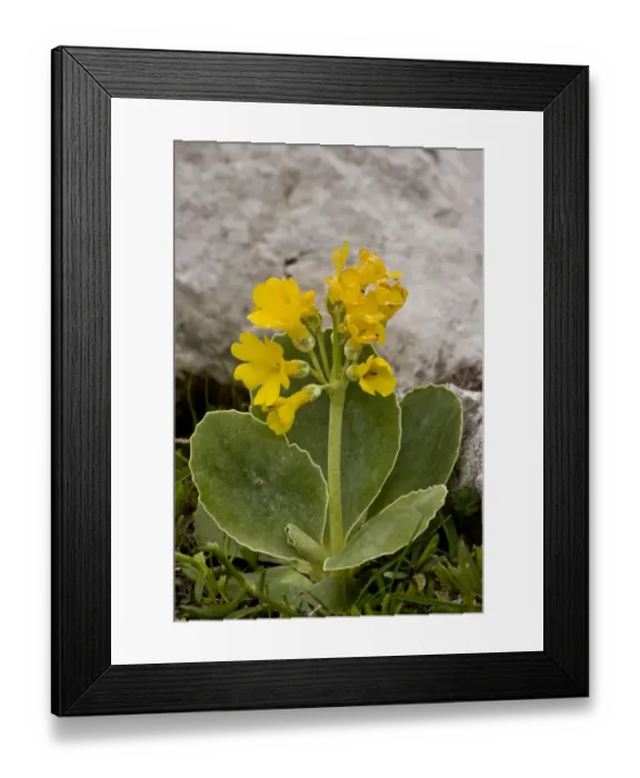Framed Print : Auricula (Primula auricula) flowering, growing on limestone, Julian Alps, Slovenia, june Framed Print : Auricula (Primula auricula) flowering, growing on limestone, Julian Alps, Slovenia, june