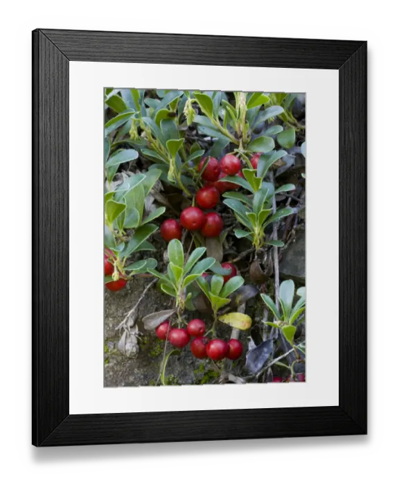 Framed Print : Bearberry (Arctostaphylos uva-ursi) Point St George, in fruit, growing in garden, november Framed Print : Bearberry (Arctostaphylos uva-ursi) Point St George, in fruit, growing in garden, november