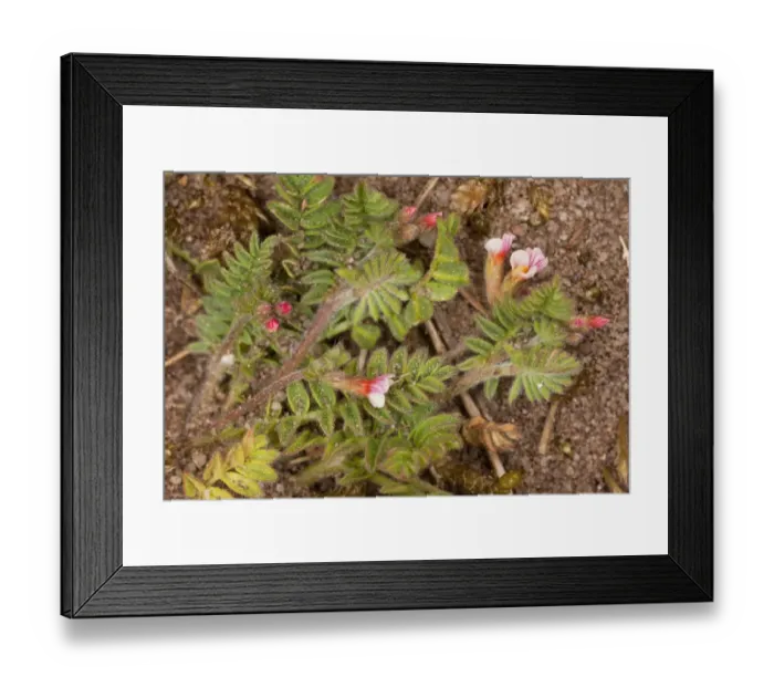 Framed Print : Bird's-foot (Ornithopus perpusillus) flowering, growing on sandy heath, Breckland, Norfolk, England, may Framed Print : Bird's-foot (Ornithopus perpusillus) flowering, growing on sandy heath, Breckland, Norfolk, England, may