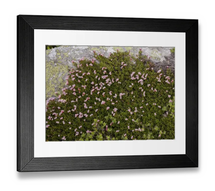 Framed Print : Trailing Azalea (Loiseleuria procumbens) flowering, growing over acidic granite rock, Swiss Alps, Switzerland, june Framed Print : Trailing Azalea (Loiseleuria procumbens) flowering, growing over acidic granite rock, Swiss Alps, Switzerland, june