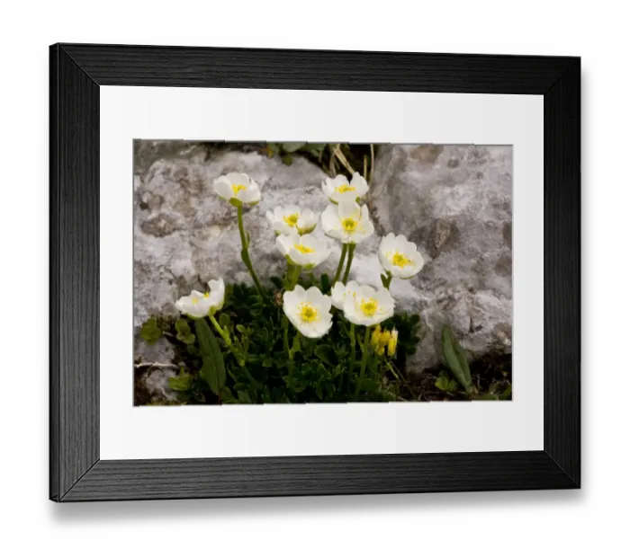 Framed Print : Alpine Buttercup (Ranunculus alpestris) flowering, growing on limestone rocks, Julian Alps, Slovenia, june Framed Print : Alpine Buttercup (Ranunculus alpestris) flowering, growing on limestone rocks, Julian Alps, Slovenia, june