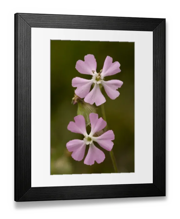 Framed Print : Sand Catchfly (Silene conica ssp. subconica var. grisebachii) close-up of flowers, Bulgaria, may Framed Print : Sand Catchfly (Silene conica ssp. subconica var. grisebachii) close-up of flowers, Bulgaria, may