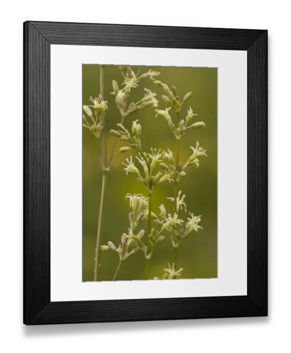 Framed Print : Spanish Catchfly (Silene otites) flowering, Cranwich Camp, Breckland, Norfolk, England, july Framed Print : Spanish Catchfly (Silene otites) flowering, Cranwich Camp, Breckland, Norfolk, England, july