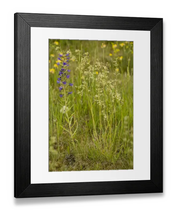 Framed Print : Spanish Catchfly (Silene otites) and Viper's Bugloss (Echium vulgare) flowering, Cranwich Camp, Breckland, Norfolk, England, july Framed Print : Spanish Catchfly (Silene otites) and Viper's Bugloss (Echium vulgare) flowering, Cranwich Camp, Breckland, Norfolk, England, july