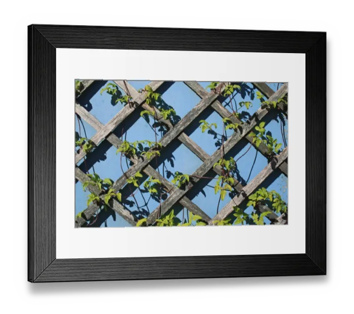 Framed Print : Cultivated Clematis (Clematis sp. ) leaves and stems, growing on garden trellis, Suffolk, England, may Framed Print : Cultivated Clematis (Clematis sp. ) leaves and stems, growing on garden trellis, Suffolk, England, may