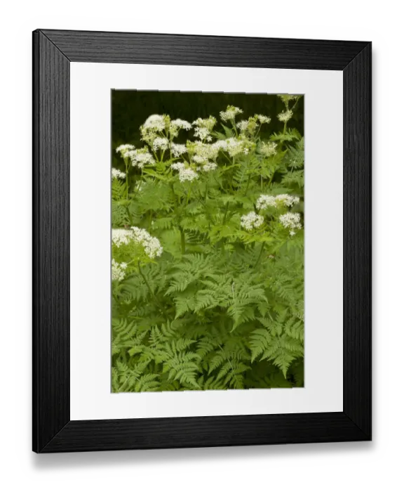 Framed Print : Sweet Cicely (Myrrhis odorata) flowering, growing on roadside, Slovenia, june