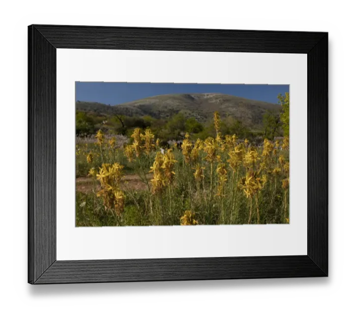 Framed Print : Yellow Asphodel (Asphodeline lutea) flowering mass, Gargano Peninsula, Apulia, Italy, april