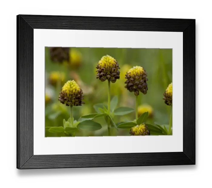 Framed Print : Brown Clover (Trifolium badium) flowering, growing in old hay meadow, Swiss Alps, Switzerland, june