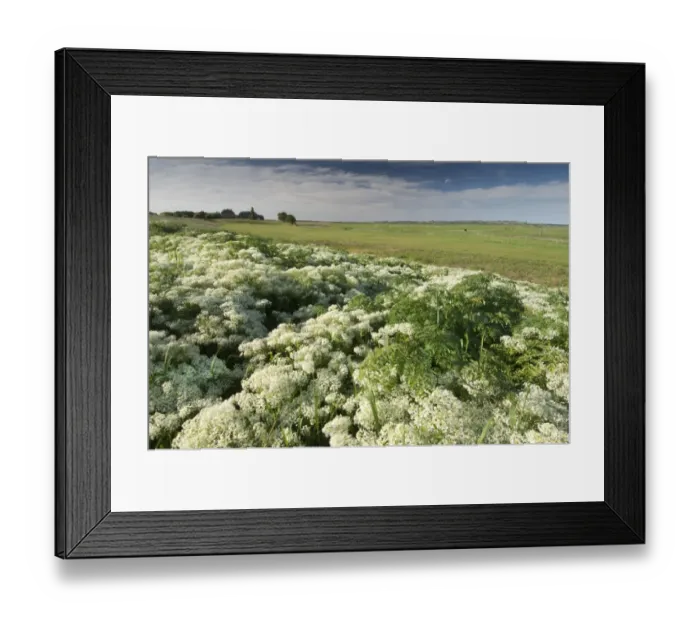 Framed Print : Hoary Cress (Cardaria draba) flowering, growing in coastal grazing marsh habitat, Elmley Marshes N. N. R. North Kent Marshes, Isle of Sheppey, Kent, England, may Framed Print : Hoary Cress (Cardaria draba) flowering, growing in coastal grazing marsh habitat, Elmley Marshes N. N. R. North Kent Marshes, Isle of Sheppey, Kent, England, may