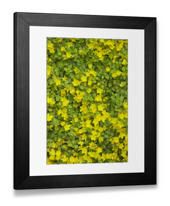 Framed Print : Creeping Jenny (Lysimachia nummularia) flowering, growing in garden, Essex, England Framed Print : Creeping Jenny (Lysimachia nummularia) flowering, growing in garden, Essex, England