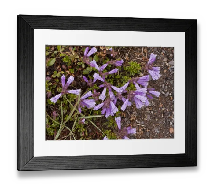 Framed Print : Davidson's Penstemon (Penstemon davidsonii) flowering, just after snow melt on mountain at 7000 ft. Crater Lake N. P. Oregon, U. S. A. july Framed Print : Davidson's Penstemon (Penstemon davidsonii) flowering, just after snow melt on mountain at 7000 ft. Crater Lake N. P. Oregon, U. S. A. july