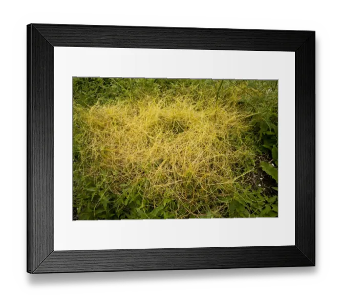 Framed Print : Greater Dodder (Cuscuta europaea) stems parasitic on nettles, Slovenia, june Framed Print : Greater Dodder (Cuscuta europaea) stems parasitic on nettles, Slovenia, june