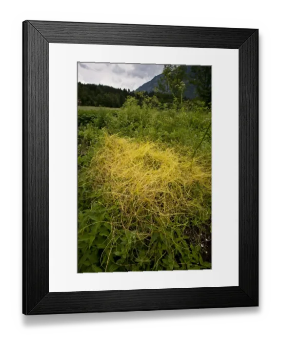 Framed Print : Greater Dodder (Cuscuta europaea) stems parasitic on nettles, Slovenia, june Framed Print : Greater Dodder (Cuscuta europaea) stems parasitic on nettles, Slovenia, june