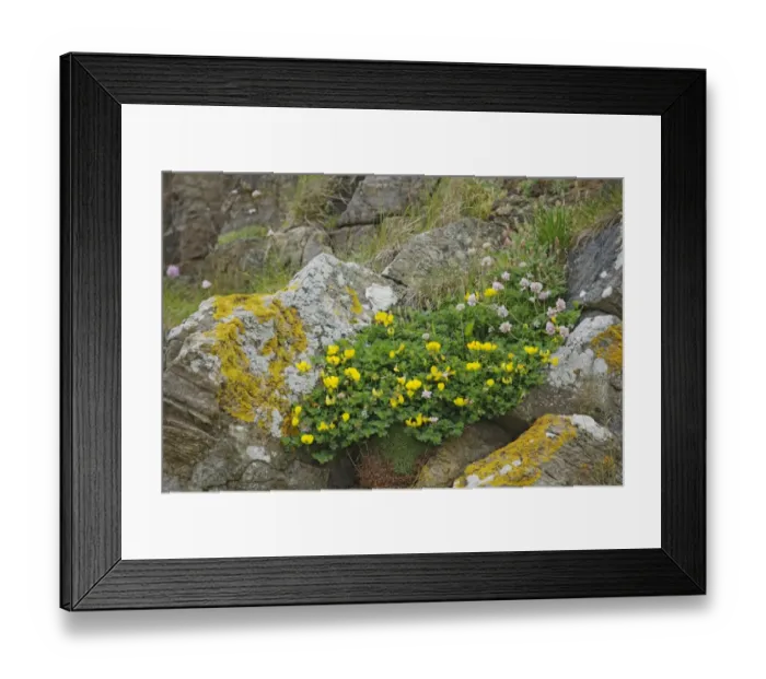Framed Print : Dragon's-teeth (Tetragonolobus maritimus) flowering, growing on coastal cliff edge, Orkney, Scotland, june