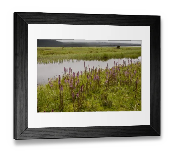 Framed Print : Elephanthead (Pedicularis groenlandica) flowering, growing in mossy marsh habitat at 6000ft. Sparks Lake, Cascade Mountains, Oregon, U. S. A. july Framed Print : Elephanthead (Pedicularis groenlandica) flowering, growing in mossy marsh habitat at 6000ft. Sparks Lake, Cascade Mountains, Oregon, U. S. A. july