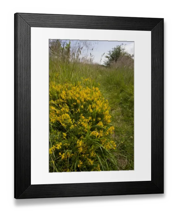Framed Print : Dyer's Greenweed (Genista tinctoria) flowering, Arcot, Northumberland, England, july Framed Print : Dyer's Greenweed (Genista tinctoria) flowering, Arcot, Northumberland, England, july