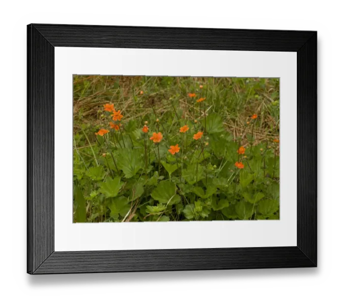Framed Print : Scarlet Avens (Geum coccineum) flowering, Pirin Mountains, Bulgaria, may Framed Print : Scarlet Avens (Geum coccineum) flowering, Pirin Mountains, Bulgaria, may