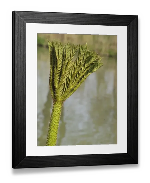 Framed Print : Chilean Gunnera (Gunnera tinctoria) close-up of young leaves Framed Print : Chilean Gunnera (Gunnera tinctoria) close-up of young leaves