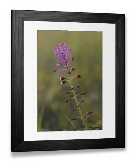 Framed Print : Tassel Hyacinth (Muscari comosum) close-up of flowerspike, Causse de Gramat, Massif Central, Lot, France, may Framed Print : Tassel Hyacinth (Muscari comosum) close-up of flowerspike, Causse de Gramat, Massif Central, Lot, France, may