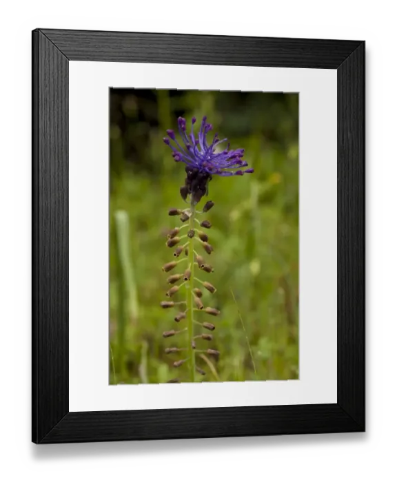 Framed Print : Tassel Hyacinth (Muscari comosum) flowering, after rainfall, Italy, april Framed Print : Tassel Hyacinth (Muscari comosum) flowering, after rainfall, Italy, april