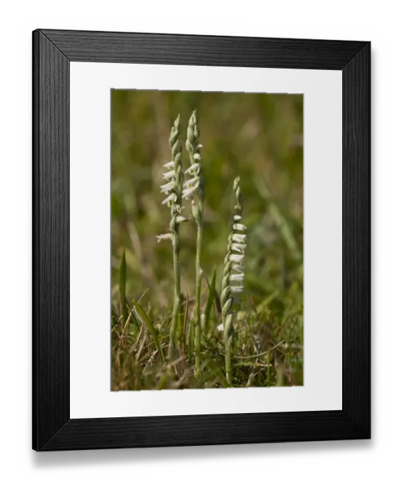 Framed Print : Autumn Lady's-tresses (Spiranthes spiralis) flowering, growing on downland, Dorset, England, september Framed Print : Autumn Lady's-tresses (Spiranthes spiralis) flowering, growing on downland, Dorset, England, september
