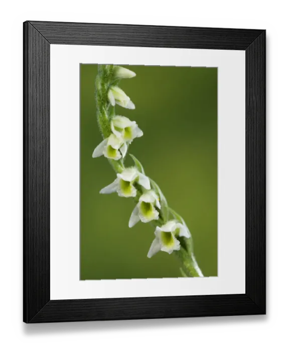 Framed Print : Autumn Lady's-tresses (Spiranthes spiralis) close-up of flowers, Italy Framed Print : Autumn Lady's-tresses (Spiranthes spiralis) close-up of flowers, Italy